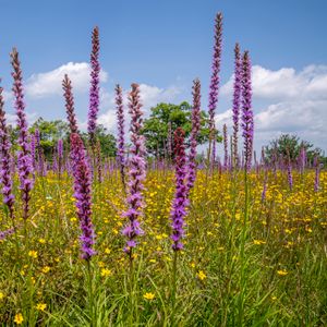 Colorful meadow of gayfeather and wildflowers under a blue sky in North Carolina.