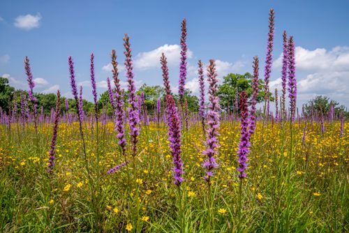 Colorful meadow of gayfeather and wildflowers under a blue sky in North Carolina.