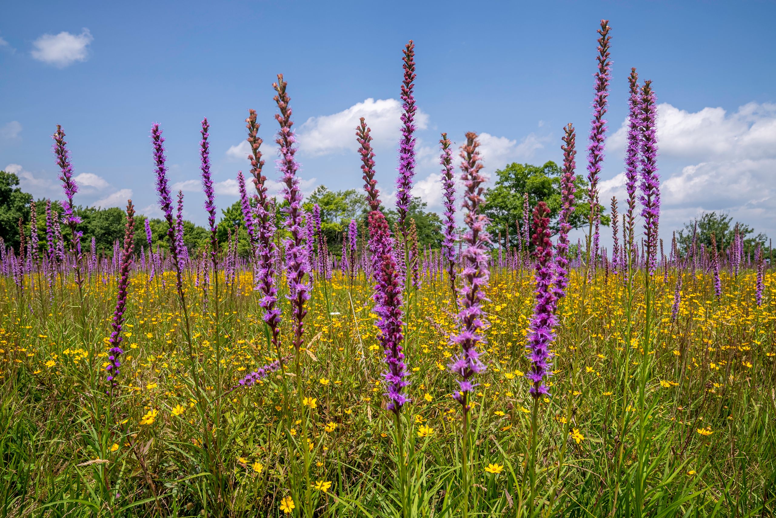 Colorful meadow of gayfeather and wildflowers under a blue sky in North Carolina.